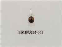 藏品(雙帶盤瓢蟲)的圖片